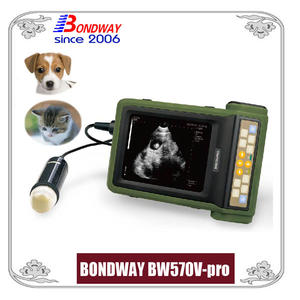 Ultrasound for companion animal, canine, feline, rabbits, cat, dog
