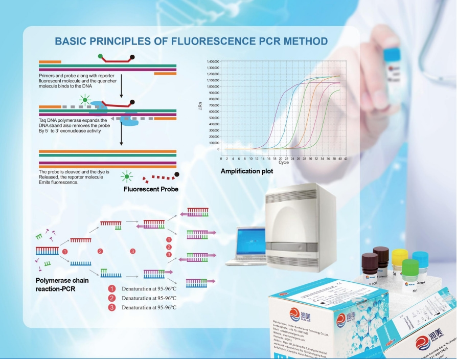 Nucleic Acid Detection Kits(PCR-Fluorescent Probe Method)